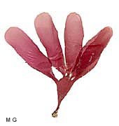 Schottera nicaence